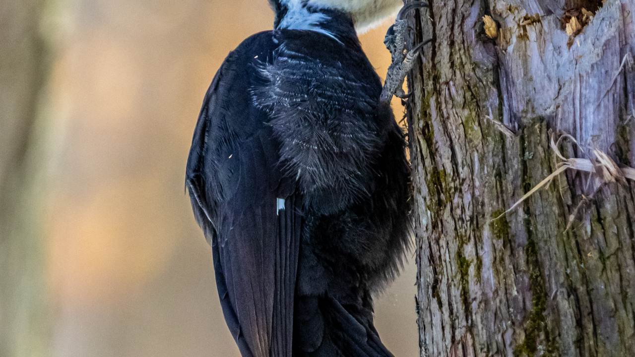 Pileated woodpecker 