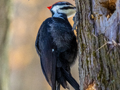 Pileated woodpecker 