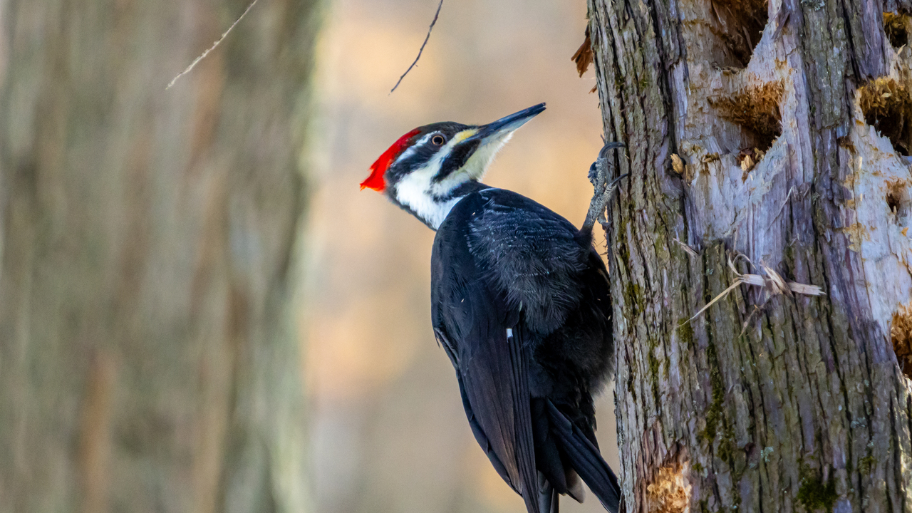Pileated woodpecker 