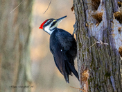 Pileated woodpecker 