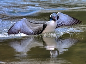 Very aggressive Loon ..