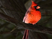 Northern Cardinal 
