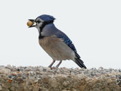 Blue Jay 