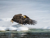 Bald Eagle Take Off!