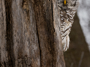 Barred Owl