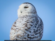Snowy Owl