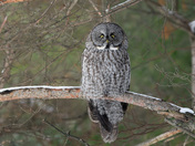 A Forest Phantom and a Call for Conservation