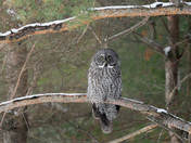 A Forest Phantom and a Call for Conservation