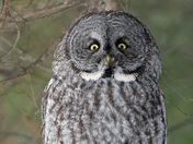 A Forest Phantom and a Call for Conservation