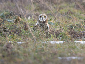 Ontario Grasslands Hunt 
