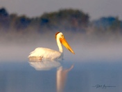 American White Pelican