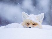 Red Fox