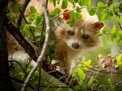 happy National wildlife day