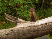 happy National wildlife day