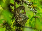 happy National wildlife day