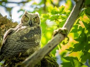 happy National wildlife day