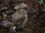 Happy world wildlife day!