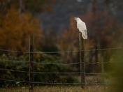 Happy world wildlife day!