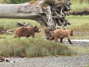 Happy world wildlife day!