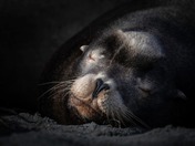 Happy world wildlife day!