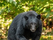 happy National wildlife day