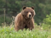 happy National wildlife day