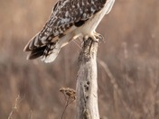 happy National wildlife day