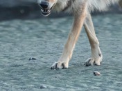 happy National wildlife day