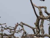 happy National wildlife day