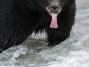 happy National wildlife day