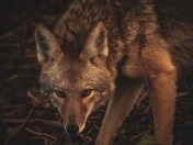 happy National wildlife day