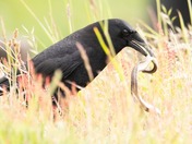 happy National wildlife day