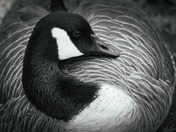 happy National wildlife day