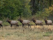 Happy world wildlife day!