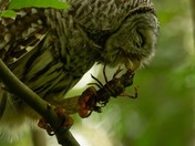 happy National wildlife day