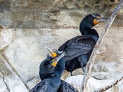 happy National wildlife day