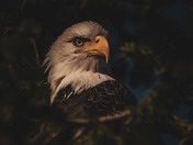 happy National wildlife day