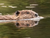 happy National wildlife day