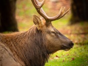 happy National wildlife day