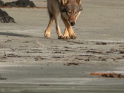 Happy world wildlife day!