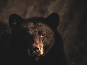 happy National wildlife day