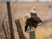 happy National wildlife day