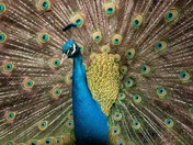 happy National wildlife day