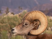 happy National wildlife day