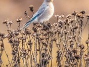 happy National wildlife day