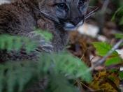 happy National wildlife day