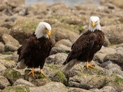 happy National wildlife day