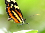 Slow F u t t e r e r