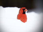 Northern Cardinal