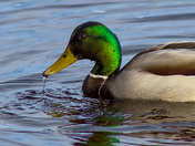 Mallard Drake